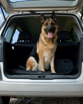 Jak bezpiecznie przewozić psa w samochodzie?